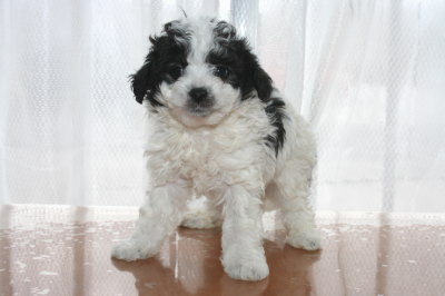 トイプードル白黒パーティー（ホワイト＆ブラック）の子犬オス、生後6週間画像