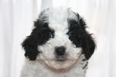 トイプードル白黒パーティー（ホワイト＆ブラック）の子犬オス、生後6週間画像