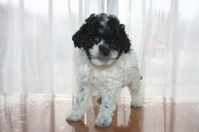トイプードル白黒パーティー（ホワイト＆ブラック）の子犬メス、生後6週間画像
