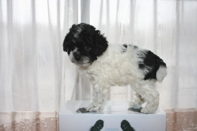 トイプードル白黒パーティー（ホワイト＆ブラック）の子犬メス、生後6週間画像