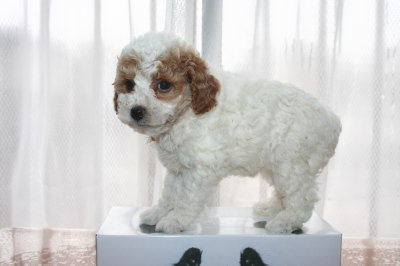 トイプードル白赤パーティー(ホワイト＆レッド)の子犬メス、生後6週間画像