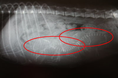 妊娠犬のレントゲン写真