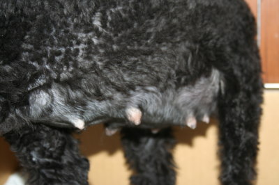 妊娠犬トイプードル乳腺画像