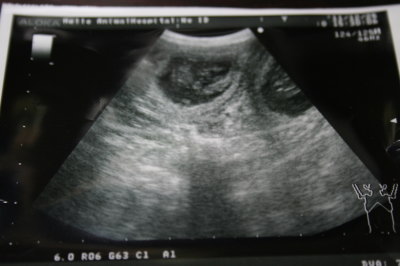 ミニチュアダックス犬の妊娠交配1ヶ月エコー画像