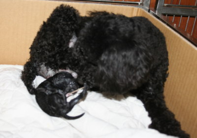 黒色(ブラック)トイプードル犬の出産画像