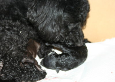 黒色(ブラック)トイプードル犬の出産画像