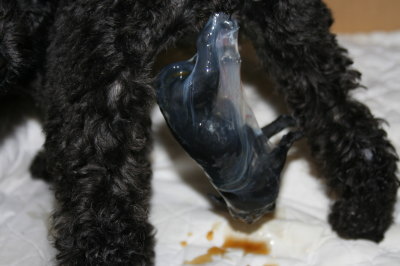 黒トイプードルメス犬の出産(お産)画像