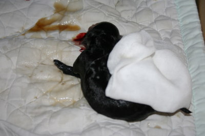 黒トイプードルメス犬の出産(お産)画像