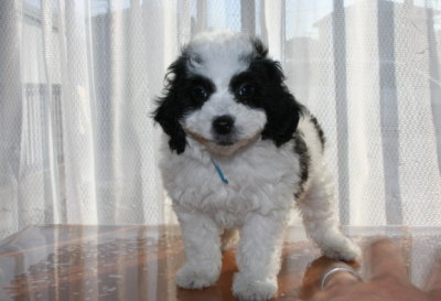 トイプードル白黒パーティー（ホワイト＆ブラック）の子犬オス、生後7週間画像