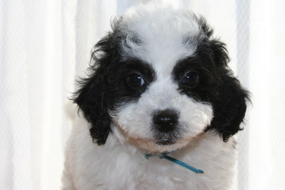 トイプードル白黒パーティー（ホワイト＆ブラック）の子犬オス、生後7週間画像
