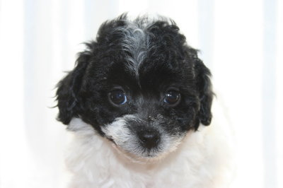 トイプードル白黒パーティー（ホワイト＆ブラック）の子犬メス、生後7週間画像
