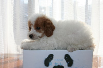 トイプードル白赤パーティー(ホワイト＆レッド)の子犬メス、生後7週間画像