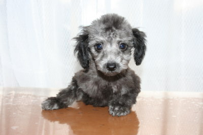 シルバー(グレー)ティーカップサイズトイプードルの子犬オス、生後2ヶ月半画像