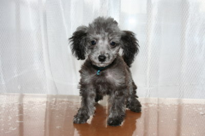 シルバー(グレー)ティーカップサイズトイプードルの子犬オス、生後2ヶ月半画像