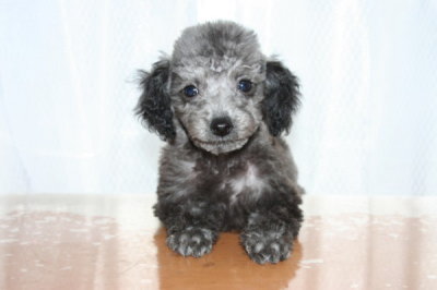 シルバー(グレー)ティーカップサイズトイプードルの子犬メス、生後2ヶ月半画像