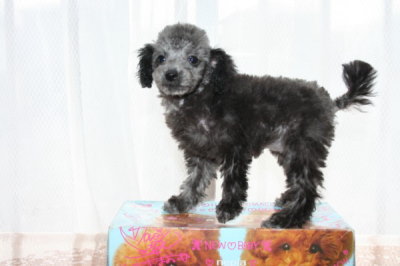 シルバー(グレー)ティーカップサイズトイプードルの子犬メス、生後2ヶ月半画像