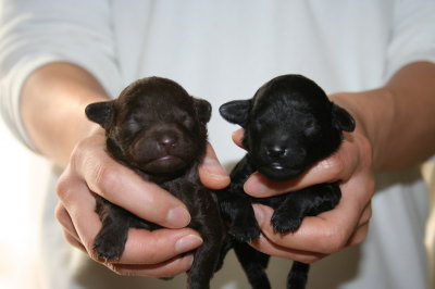 ブラック(黒色)メスとブラウンメスのトイプードル子犬、生後1週間画像