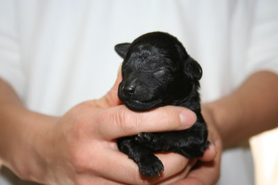 ブラック(黒色)メスのトイプードル子犬、生後1週間画像