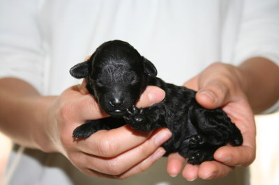 ブラック(黒色)メスのトイプードル子犬、生後1週間画像