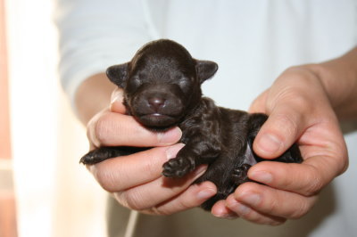 ブラウンメスのトイプードル子犬、生後1週間画像