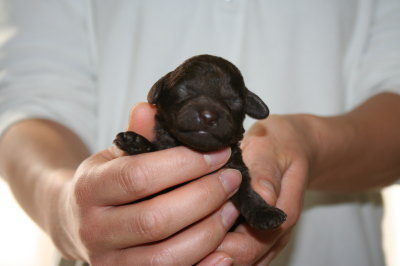 ブラウンオスのトイプードル子犬、生後1週間画像
