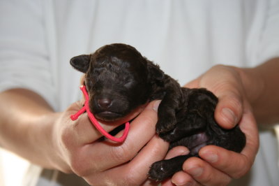 ブラウンメスのトイプードル子犬、生後1週間画像