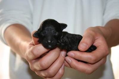 黒色(ブラック)トイプードルの子犬オス、生後1週間画像