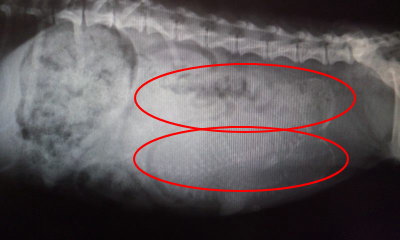ミニチュアダックス妊娠犬のレントゲン写真