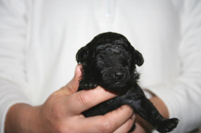ブラック(黒色)メスのトイプードル子犬、生後2週間画像