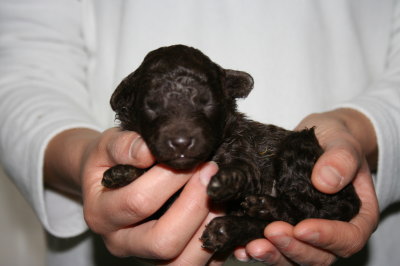  ブラウンメスのトイプードル子犬、生後2週間画像