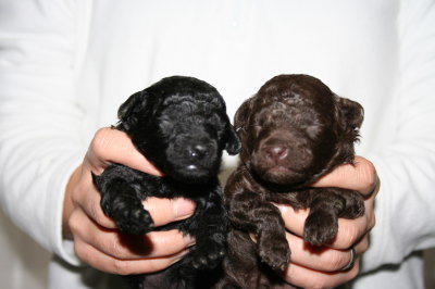 ブラック(黒色)メスとブラウンメスのトイプードル子犬、生後2週間画像