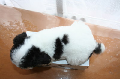 トイプードル白黒パーティー（ホワイト＆ブラック）の子犬オス、生後2ヶ月画像