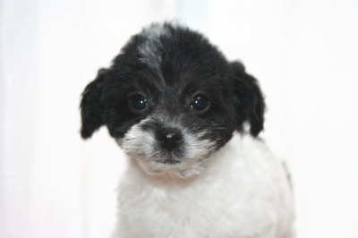 トイプードル白黒パーティー（ホワイト＆ブラック）の子犬メス、生後2ヶ月画像
