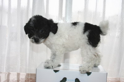 トイプードル白黒パーティー（ホワイト＆ブラック）の子犬メス、生後2ヶ月画像