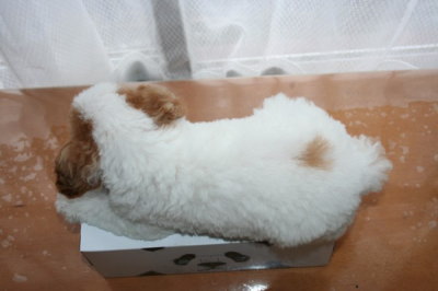 トイプードル白赤パーティー（ホワイト＆レッド）の子犬メス、生後2ヶ月画像