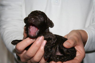 ブラウンオスのトイプードル子犬、生後2週間画像