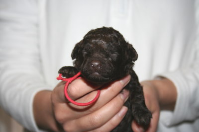 ブラウンメスのトイプードル子犬、生後2週間画像