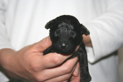 黒色(ブラック)トイプードルの子犬オス、生後2週間画像