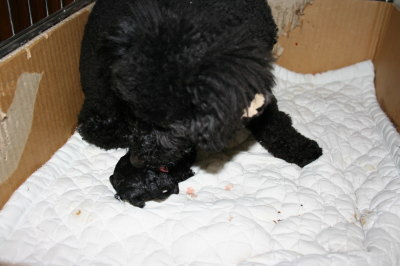黒(ブラック)トイプードルメス、犬の出産(お産)画像