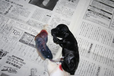黒(ブラック)トイプードルメス、犬の出産(お産)画像