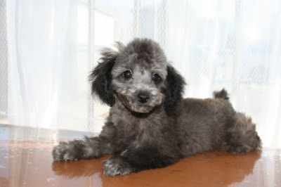 タイニーサイズトイプードルシルバー(グレー)の子犬オス、生後3ヶ月画像