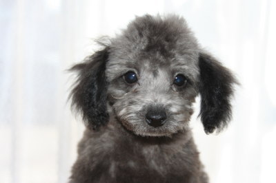 タイニーサイズトイプードルシルバー(グレー)の子犬オス、生後3ヶ月画像