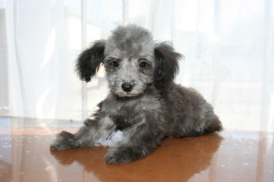 ティーカッププードルシルバー(グレー)の子犬オス、生後3ヶ月画像