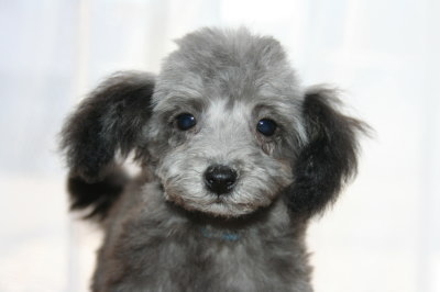 ティーカッププードルシルバー(グレー)の子犬オス、生後3ヶ月画像