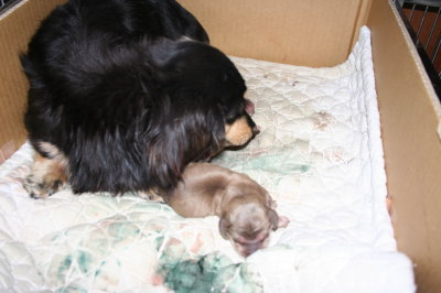 ミニチュアダックスブラッククリーム犬の出産(お産)画像