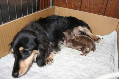 ミニチュアダックスブラッククリーム犬の出産(お産)画像
