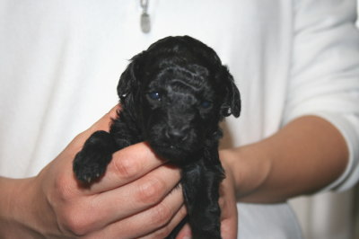 ブラック(黒色)メスのトイプードル子犬、生後3週間画像