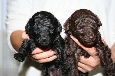 ブラック(黒色)メスとブラウンメスのトイプードル子犬、生後3週間画像