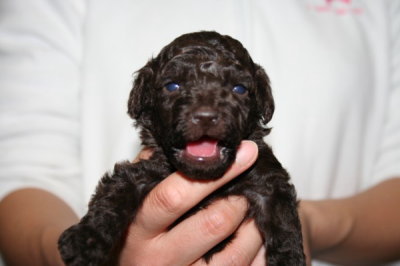 ブラウンオスのトイプードル子犬、生後3週間画像