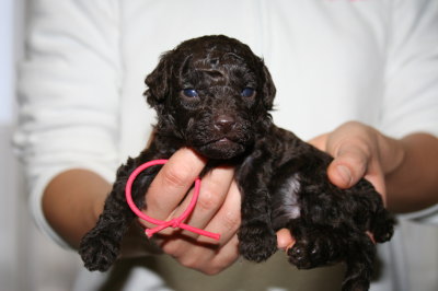 ブラウンメスのトイプードル子犬、生後3週間画像
